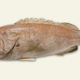 Imagen para el artículo titulado Los australianos han estado comiendo durante años un pescado desconocido para la ciencia